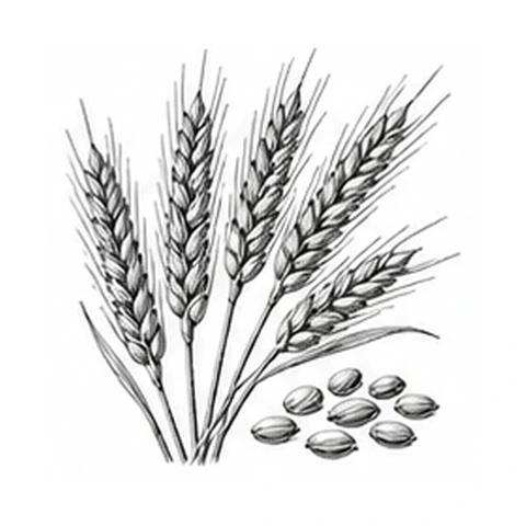 Hvedekimolie – botanisk illustration