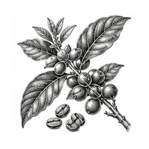 Kaffefrøolie – botanisk illustration