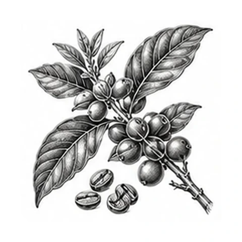Kaffefrøolie – botanisk illustration