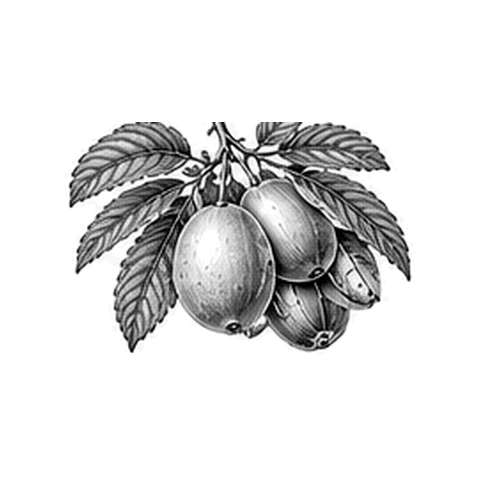 Cacayolie – botanisk illustration