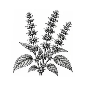 Chiafrøolie – botanisk illustration