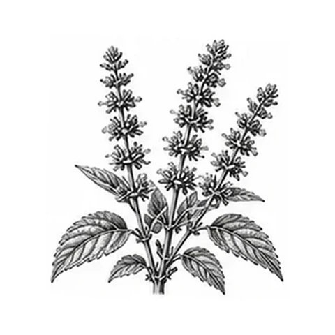 Chiafrøolie – botanisk illustration