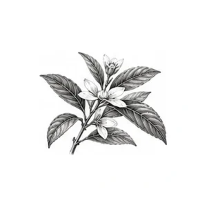Kameliafrøolie – botanisk illustration