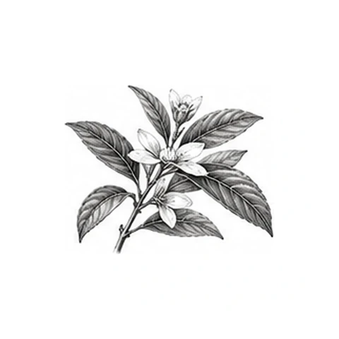 Kameliafrøolie – botanisk illustration